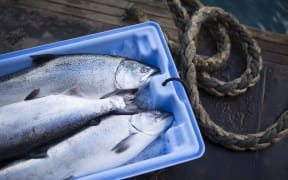Salmon
