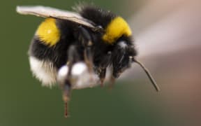 18 August 2022, Hessen, Aarbergen: Using tweezers, bumblebee breeder Rüdiger Schwenk carefully took a bumblebee in his hand. (to dpa: "Of humming and pollinating: A visit to the bumblebee breeder") Photo: Boris Roessler/dpa (Photo by BORIS ROESSLER / DPA / dpa Picture-Alliance via AFP)