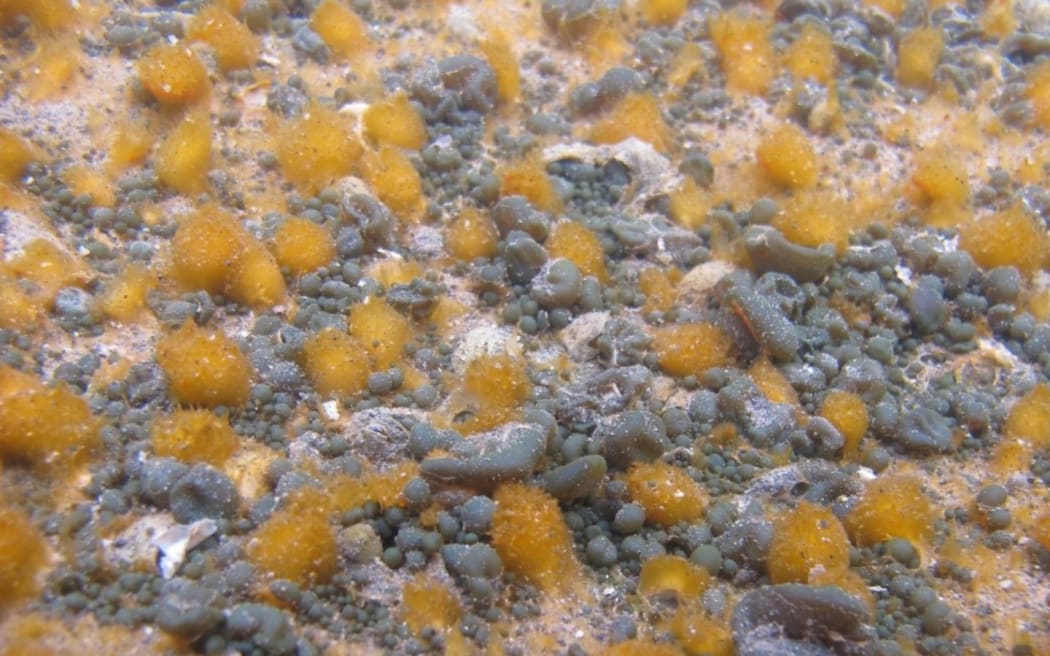 A high biomass of cyanobacteria was found to dominate the microbial mat in a meltwater pond the team looked at, in Antarctica.