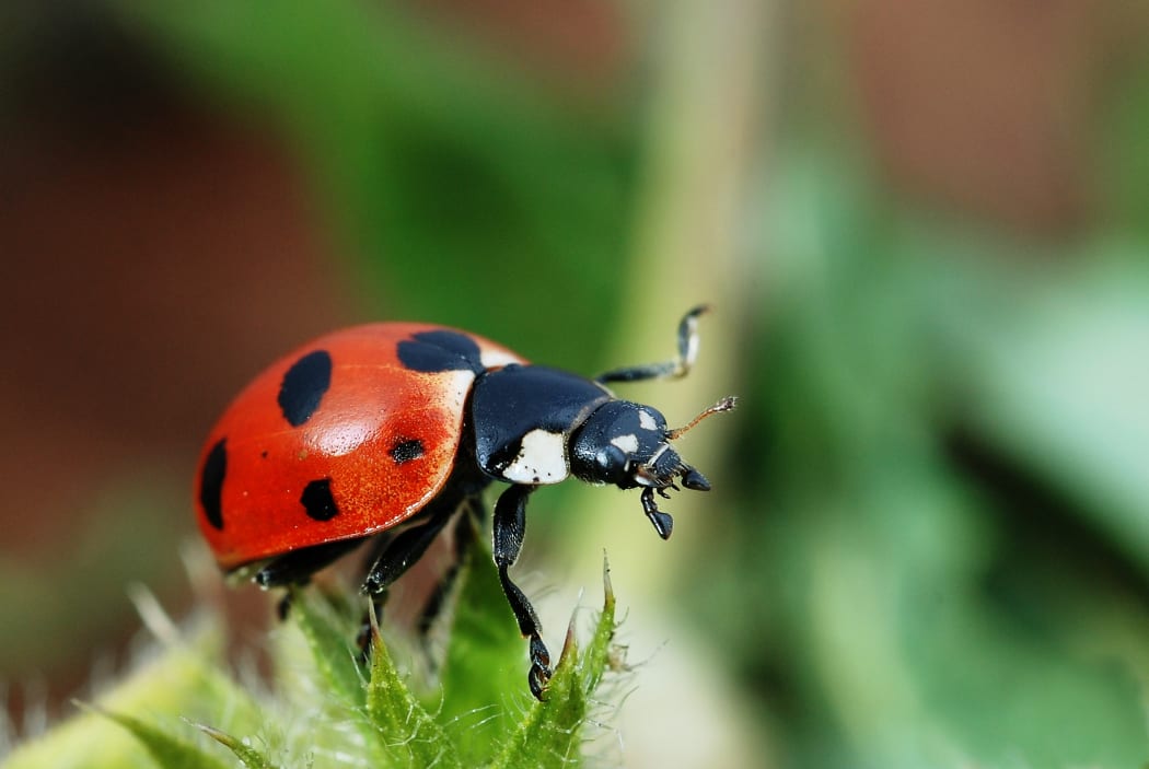 Ladybird