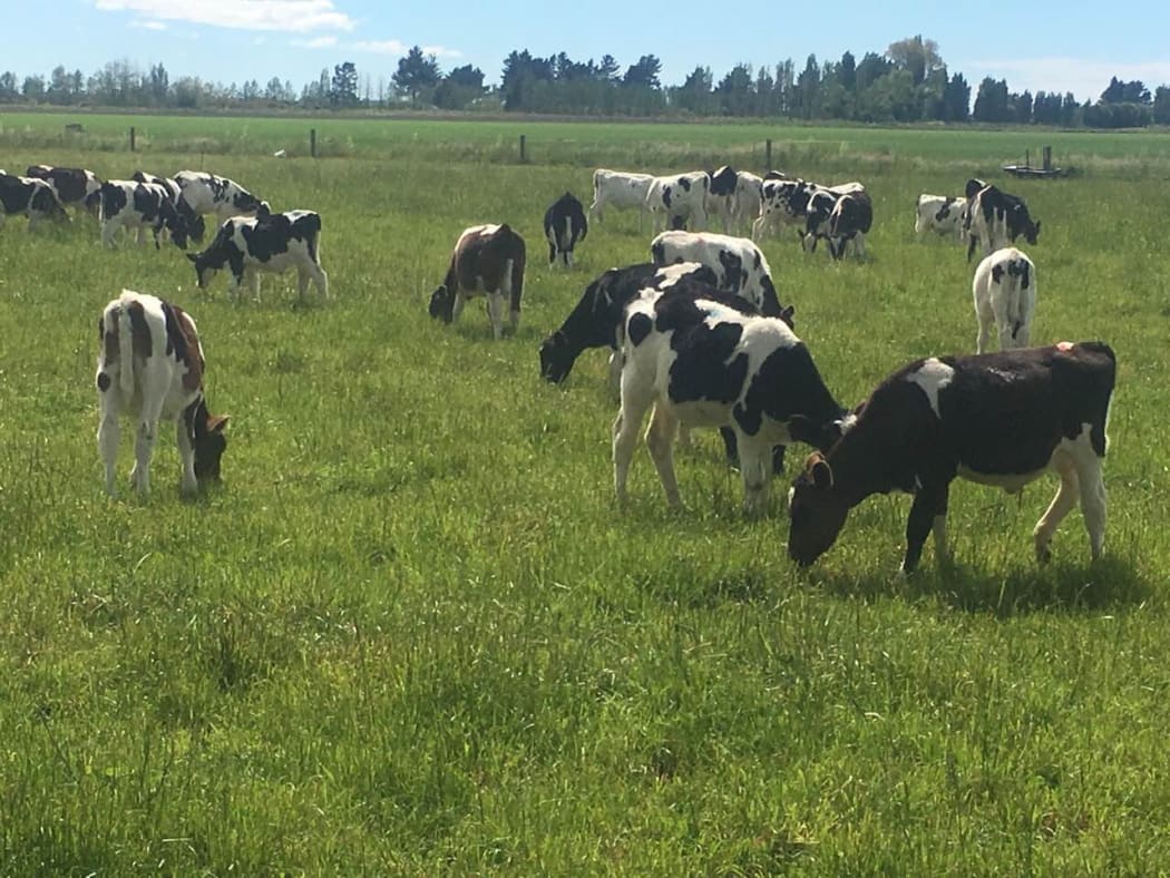 Some of the stolen calves.