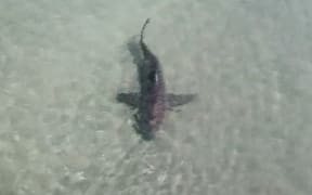 The shark at Pukehina Beach.