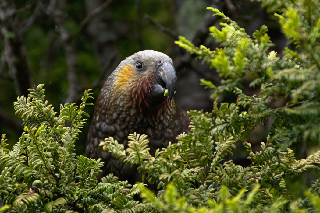 A New Zealand Kaka at Oban, Stewart Island, New Zealand.