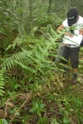 Leon Perrie - Our Own Odysseys - Fern Fan