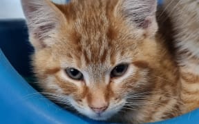 The charity efforts to find homes for more than 400 animals this summer.
