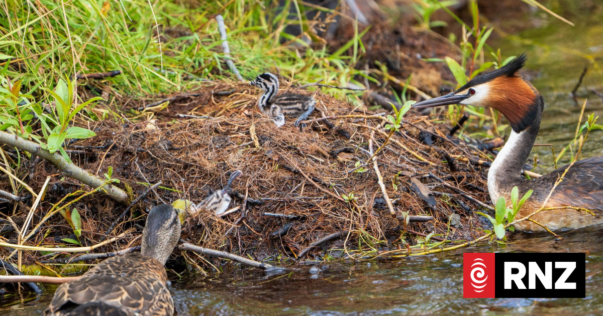 Ducks euthanised after found hunting and killing freshly hatched native chicks