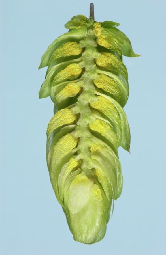 The orange Lupulin glands at the base of the cone contain all the essential oils and bittering acids that give beer its special flavours.