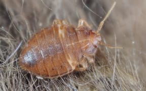 Bed Bug - Cimex lectularius