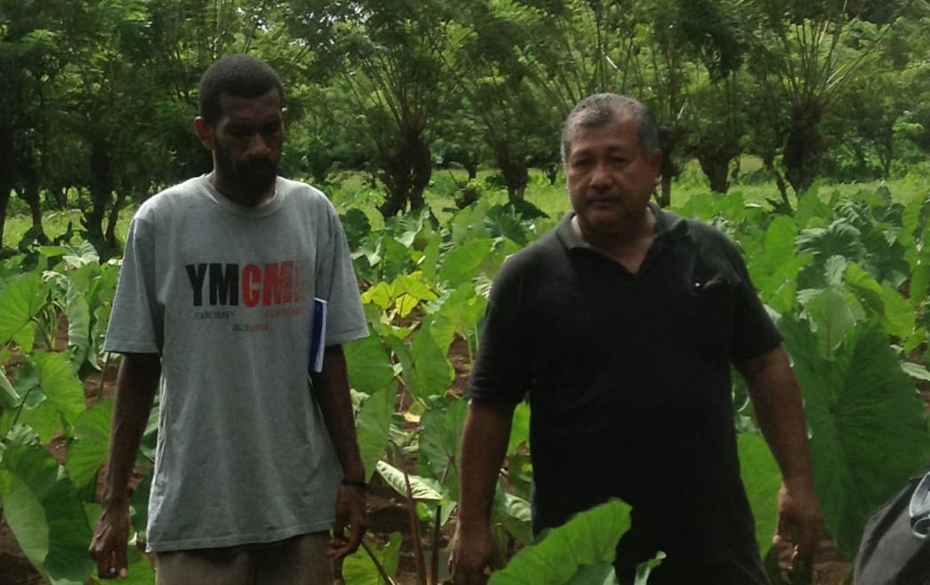 Tolo Iosefa in Vanuatu at the taro research centre in Santo.