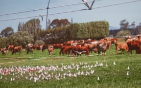 Black billed gulls oblivious to the cows grazing nearby and the odd shower from a pivot irrigator.