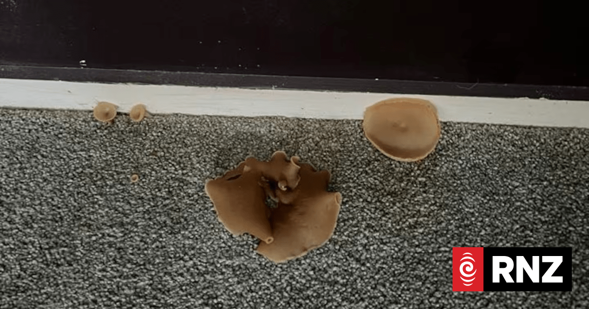 Rental Nightmare: Mushrooms, Leaks & Tribunal Slams Property Managers
