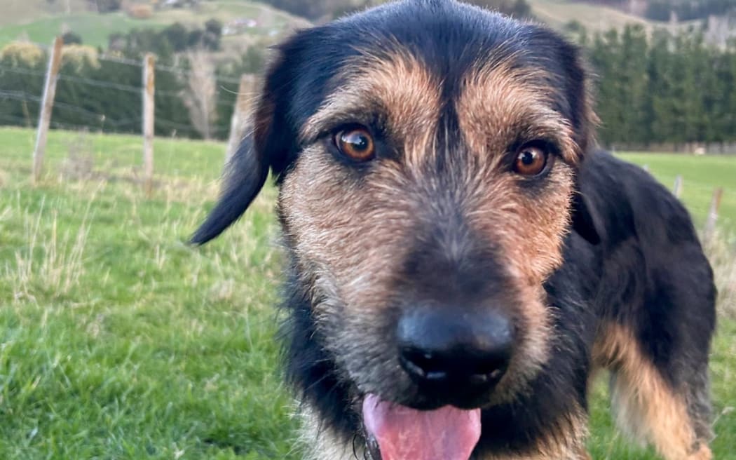 Bruce: Ready for a home and located in Hastings.