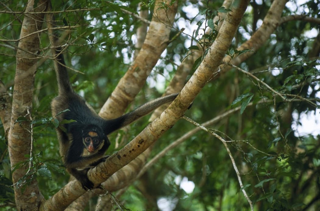 Ecuador, Orellana, Rio Cononaco, the brown-headed spider monkey is essentially arboreal (Photo by BOURSEILLER Philippe / Hemis.fr / hemis.fr / Hemis via AFP)