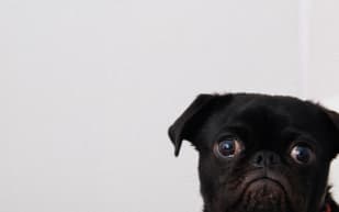 Pet pie