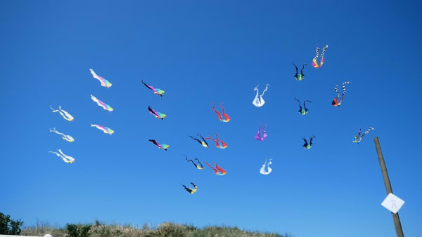A colourful assortment of flow tail kites fly in formation against a bright blue sky.