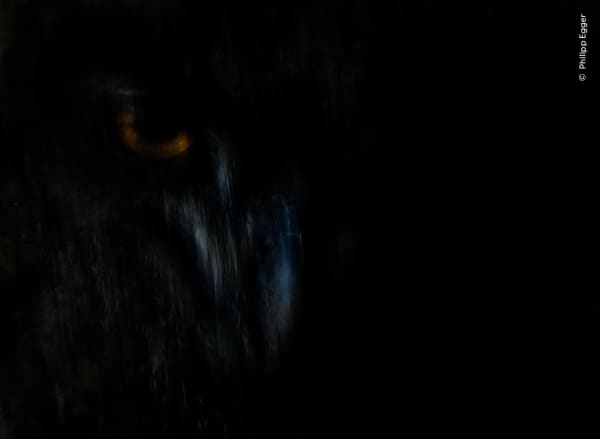 Shadow Hunter by Philipp Egger, Italy. The orange glint of an eagle owl’s eyes and the evening light falling on its feathers.