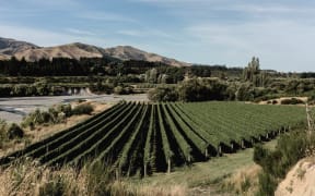 Tohu-Hero vineyard