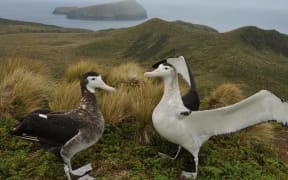 A pair of Antipodean wandering albatrosses court each other.