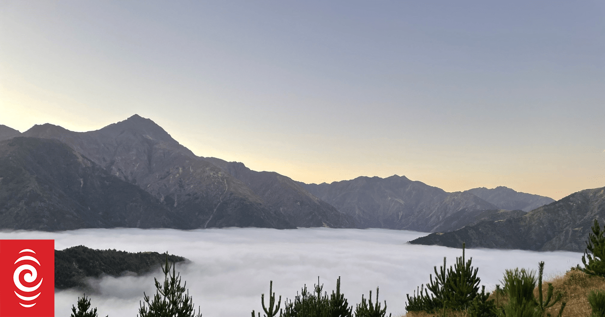 Wilding pines threaten Kaikōura ranges in 'looming catastrophe'