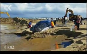 Hundreds try to help stranded whale return to ocean