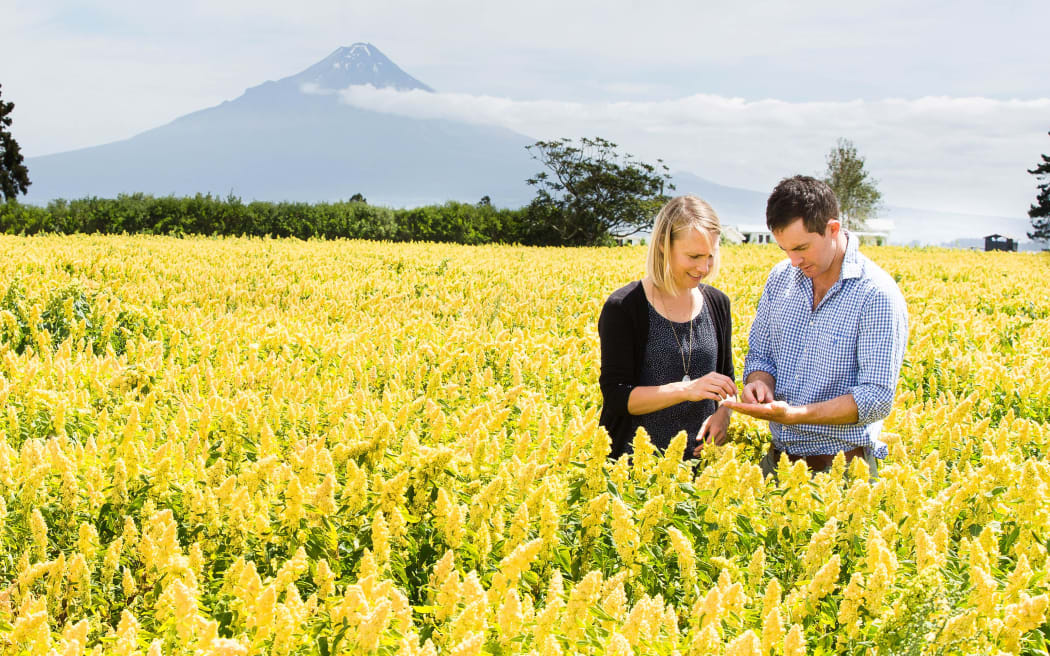Kate and Hamish Dunlop grow quinoa on part of their sheep and beef farm in Hawera, south Taranaki.