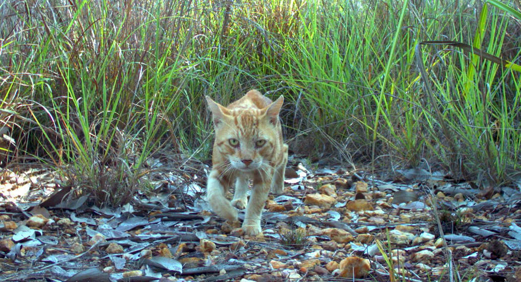 A feral cat.