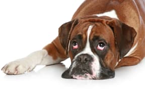 Boxer dog sad, lying on a white background