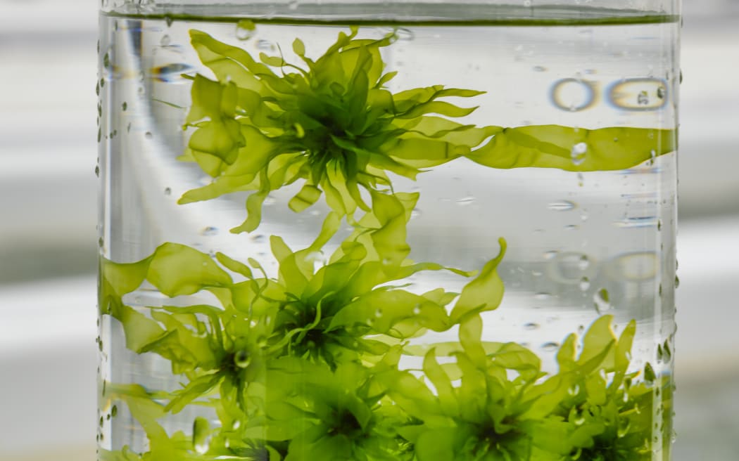 Macroalgae being grown at the FARM