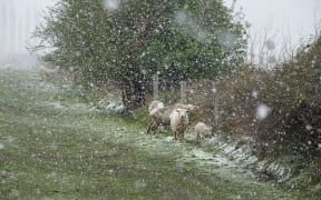 Livestock holding out on a farm near Waihola, Otago as the frost kicks in during a wintry blast on 29 September, 2020.