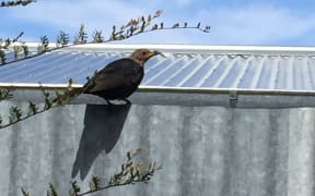 blackthrush
