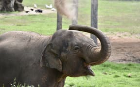 Anjalee enjoying a dust bath at Taronga Western Plains Zoo, Dubbo in 2023 after moving from Auckland Zoo.