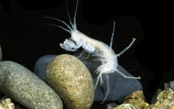 Aquifer Crustacean