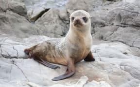 A seal pup on the Kaikōura coast.