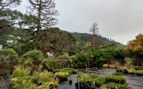 The two decaying edwoods set for the chop in the Botanic Gardens ki Paekākā.