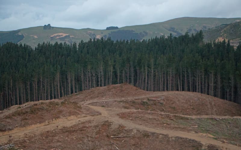 Bad rainstorm away from disaster: Why proposed forestry rule changes ...