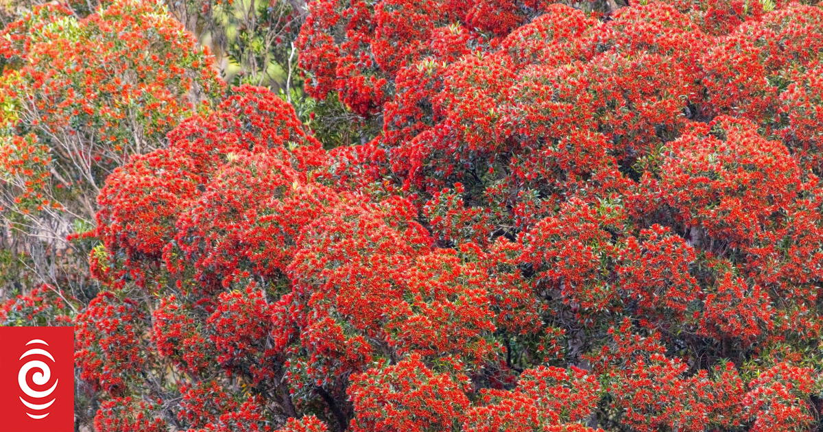The Rata returns | RNZ