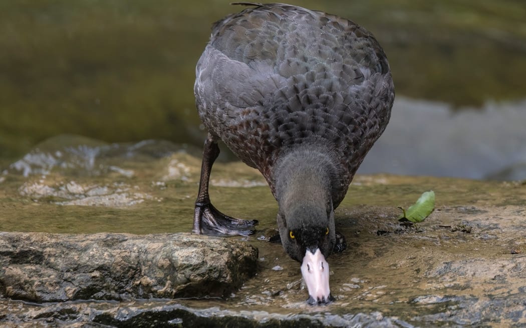 A whio, blue duck.