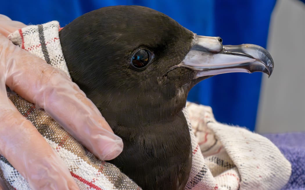 A black petrel (tāiko) is examined by staff at Birdcare Aotearoa after crash-landing north of Auckland.