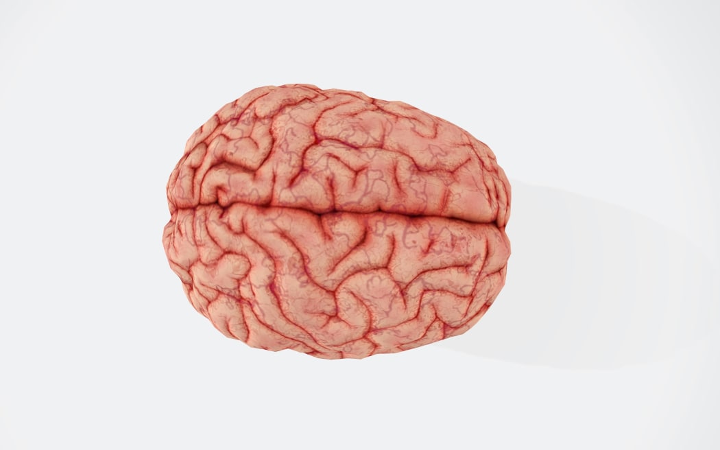 Human brain