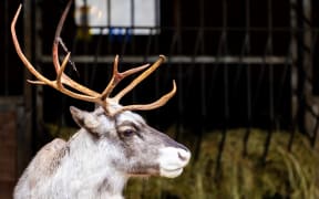 24 December 2023, Lower Saxony, Osnabrück: A reindeer stands in its enclosure at Osnabrück Zoo on Christmas Eve in rainy weather.