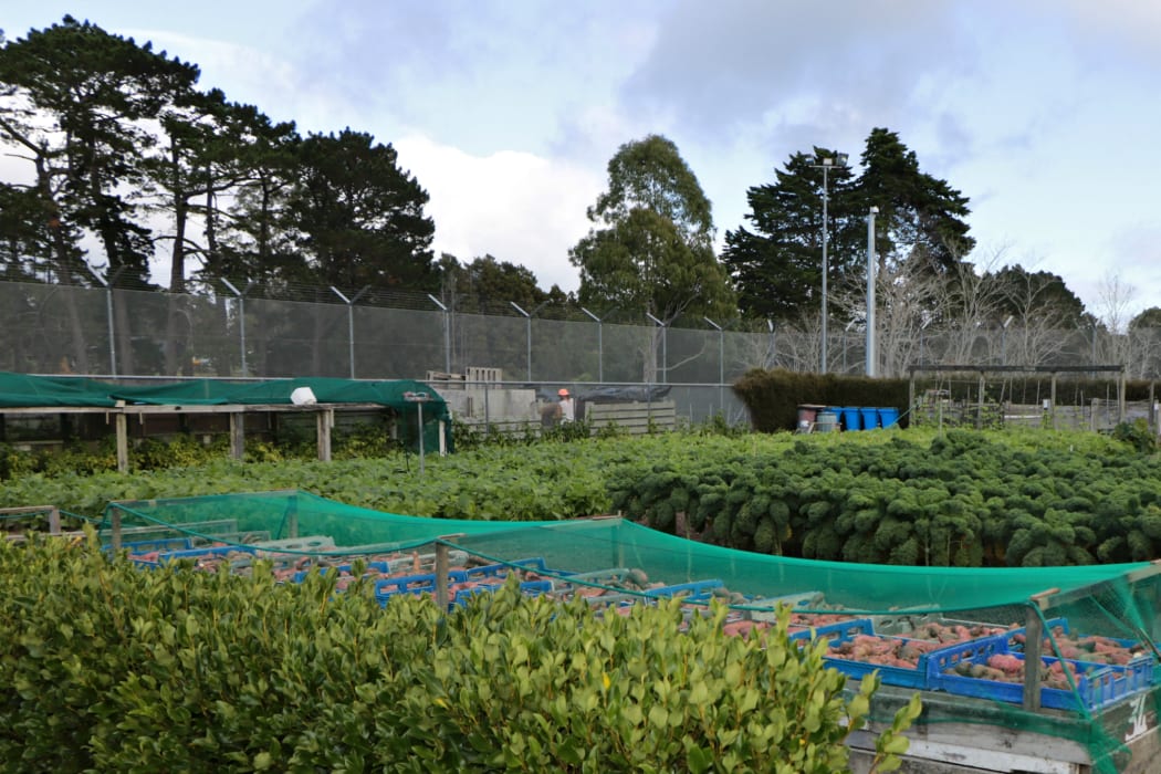 Produce grown by prisoners at Auckland Prison for the local Salvation Army.