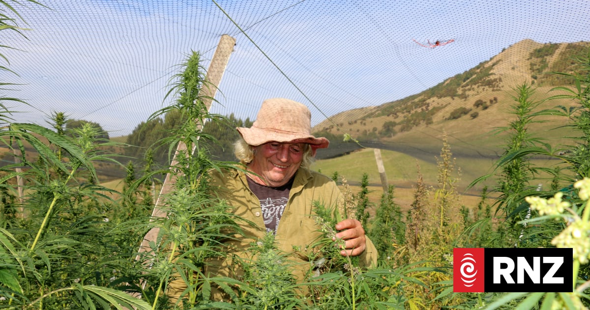 Industrial hemp should be an 'agricultural crop' not a 'drug', says ...