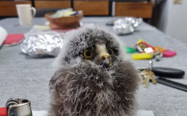 Whangārei Native Bird Recovery Centre at risk of closure if funding not ...