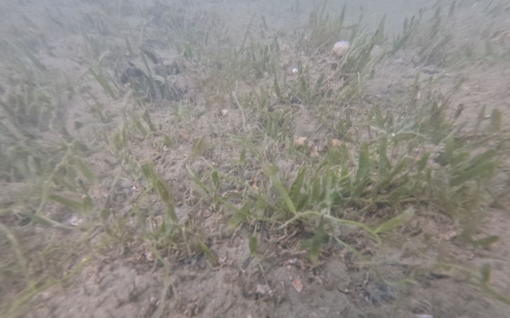 Caulerpa on the Paroa Bay seabed.