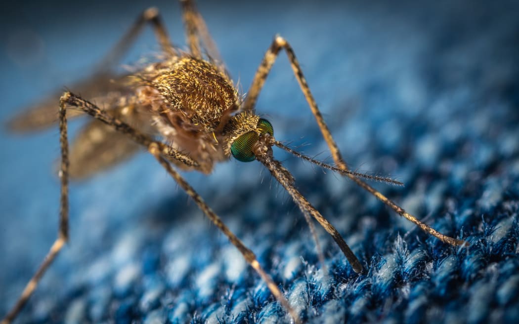 mosquito