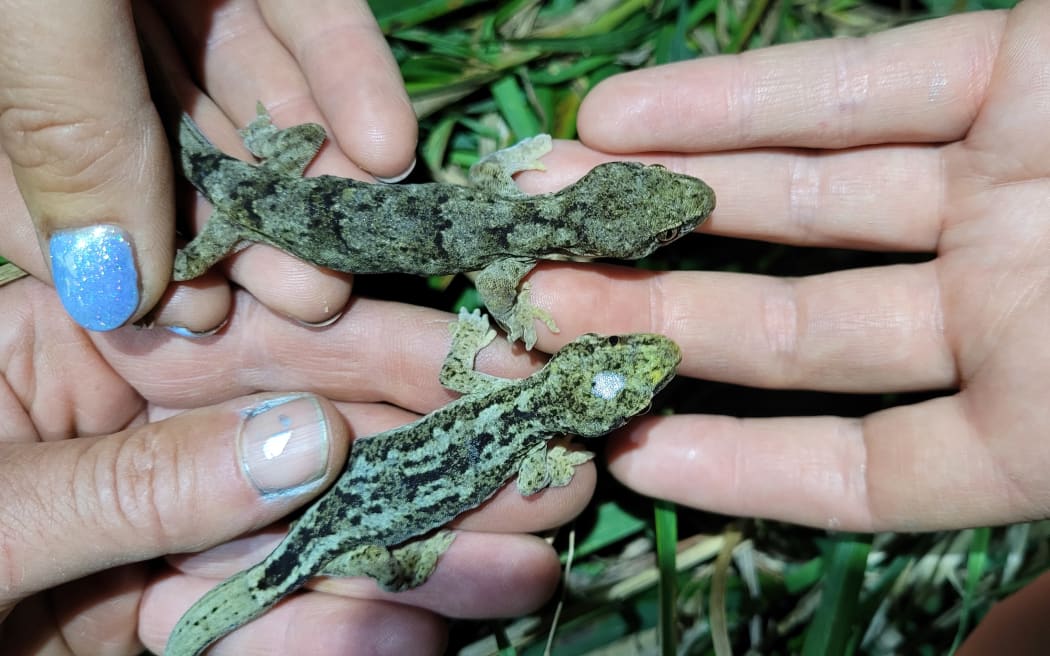 The geckos have been named "Antoinette" and "Brucie-Baby"
