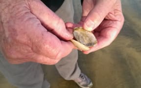 Toheroa shell.