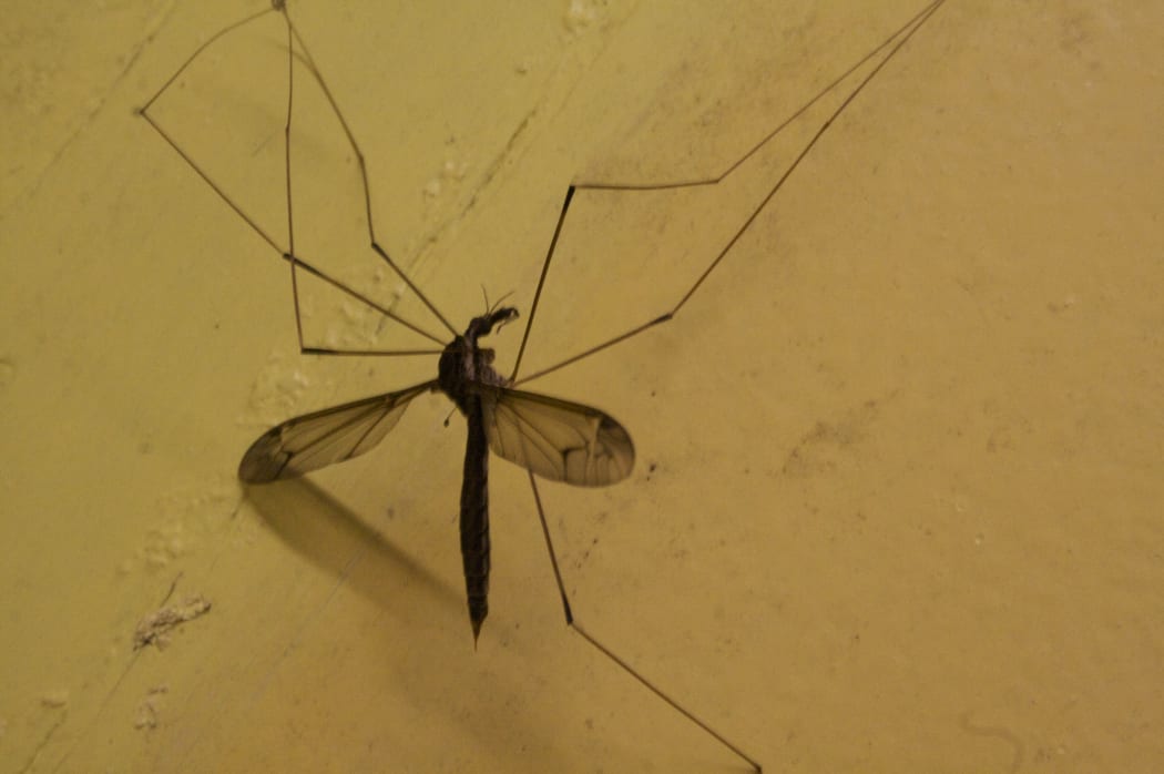 Mosquito, Papua New Guinea.