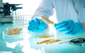 Researcher analyzing agricultural grains and legumes in the laboratory. GMO research of cereals. Testing of  genetically modified seeds