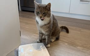 Bella the cat burglar